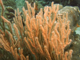 Soft Coral IMG 5431
